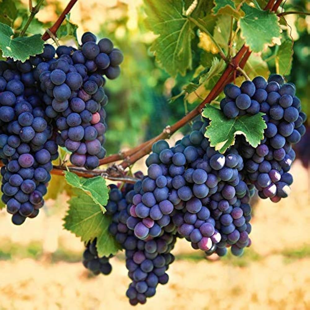 Ooty grapes